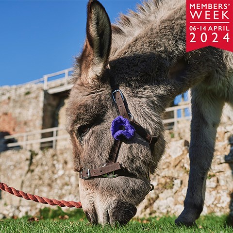 Image: donkey at Carisbrooke Castle