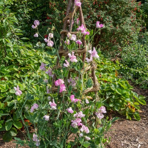 Photo of an obelisk-shaped willow structure with sweet peas growing up it