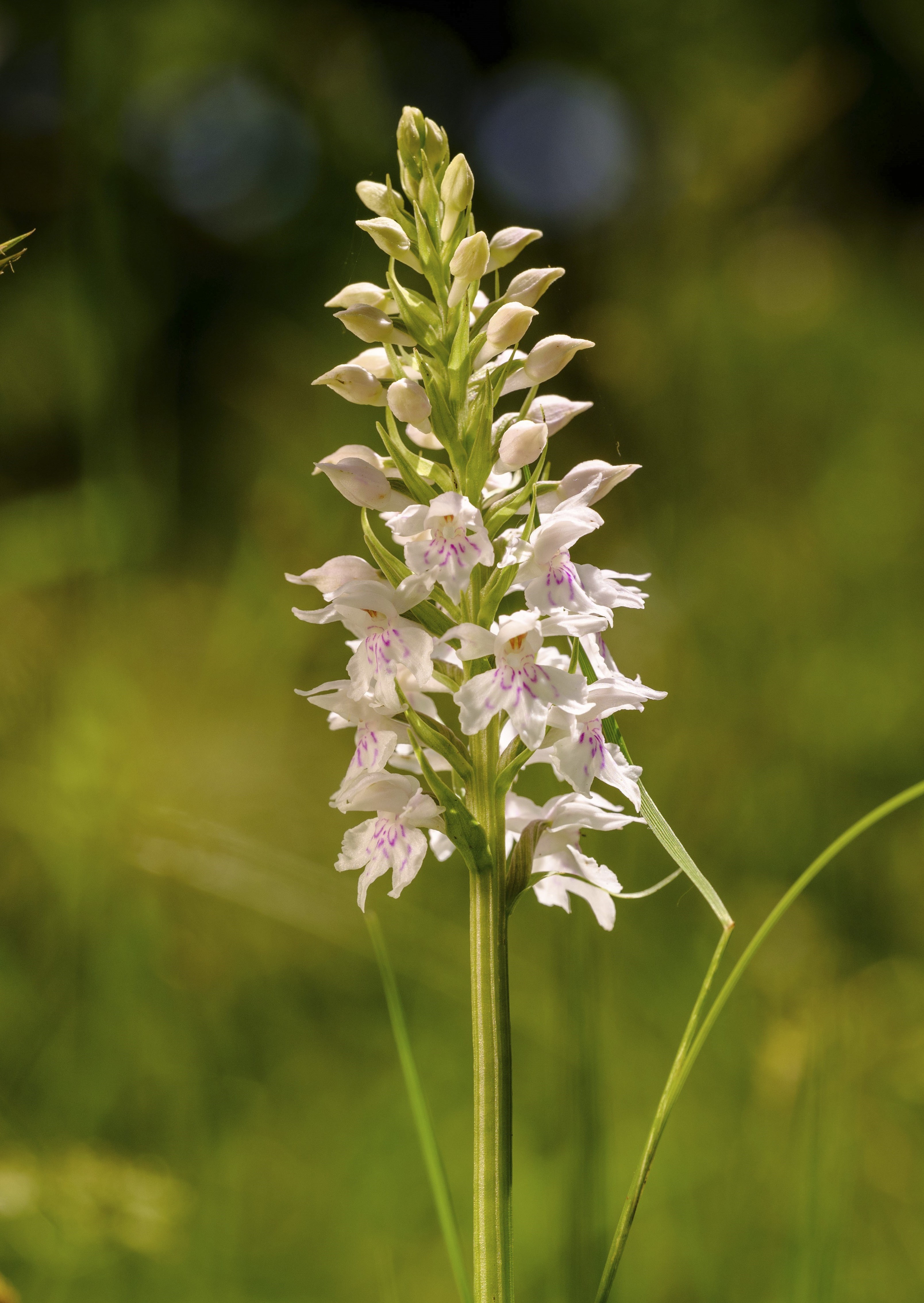 Image: Wild orchid at Osborne