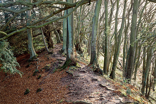 The great bank of the section of Offas dyke in English Heritage guardianship, where it runs through some dense woodland