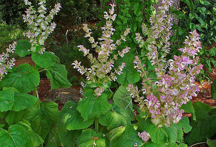 Clary-Sage-1024px-Salvia_sclarea_001.jpg