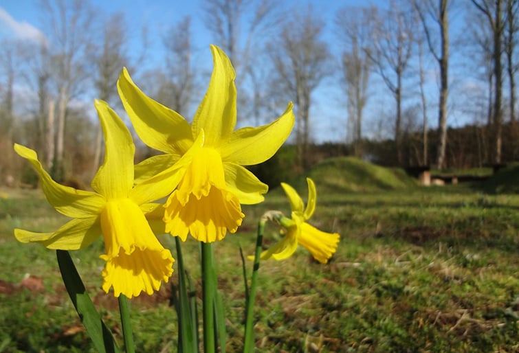 February-Gold-2.jpg