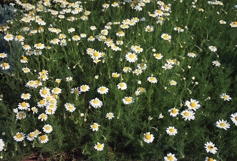 Chamomile-Anthemis_nobilis_prg_1.jpg