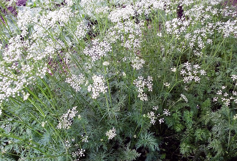 Cumin-via-FLickr-Herbolario-Allium.jpg