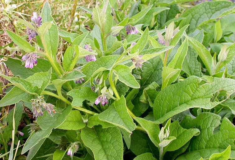 Comfrey-via-Flickr-Matt-Lavin.jpg