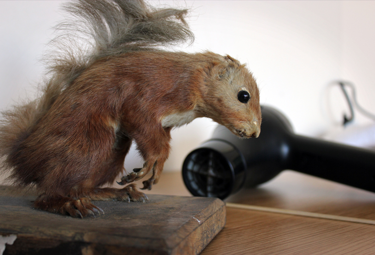 manky-the-squirrel.jpg