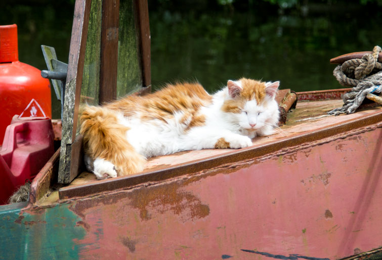 Cat-on-boat.jpg