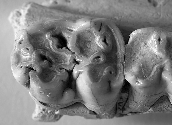 pigs-teeth-from-Durrington-Walls.jpg
