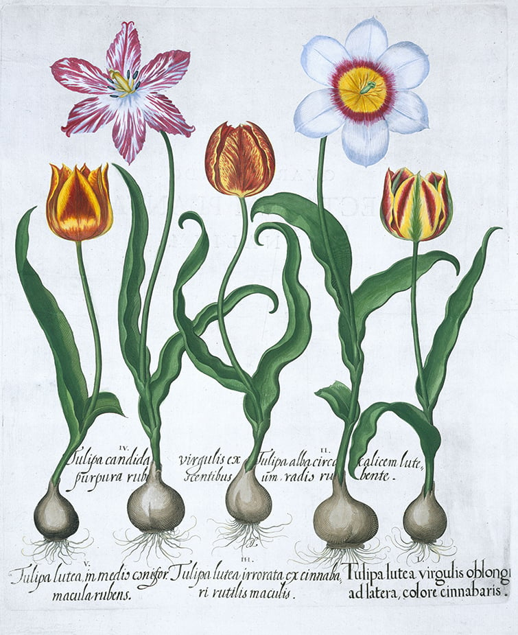 1613-tulips-DDT9GR.jpg