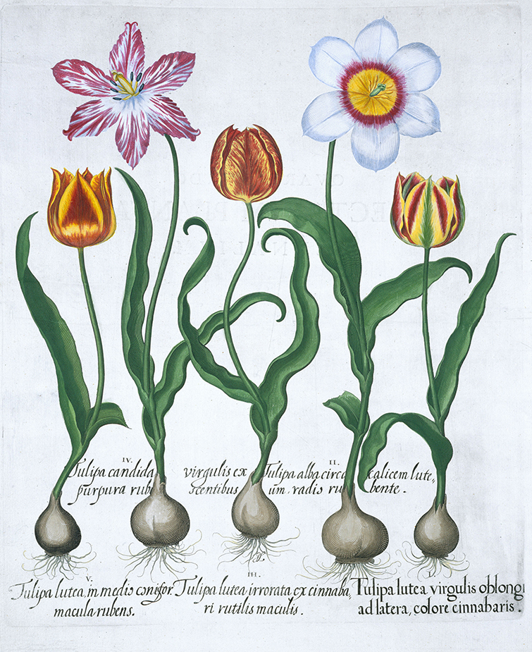 1613-tulips-DDT9GR.jpg