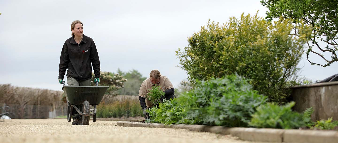 A gardener with a wheelbarrow walking towards the camera