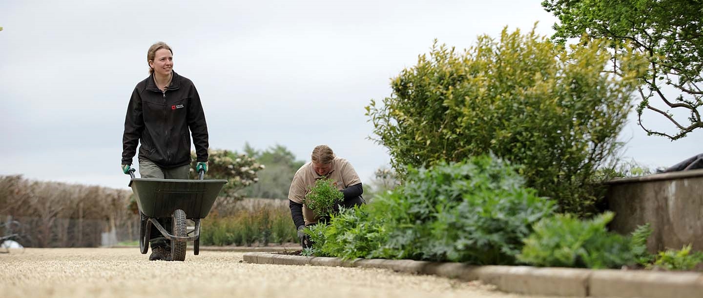 A gardener with a wheelbarrow walking towards the camera