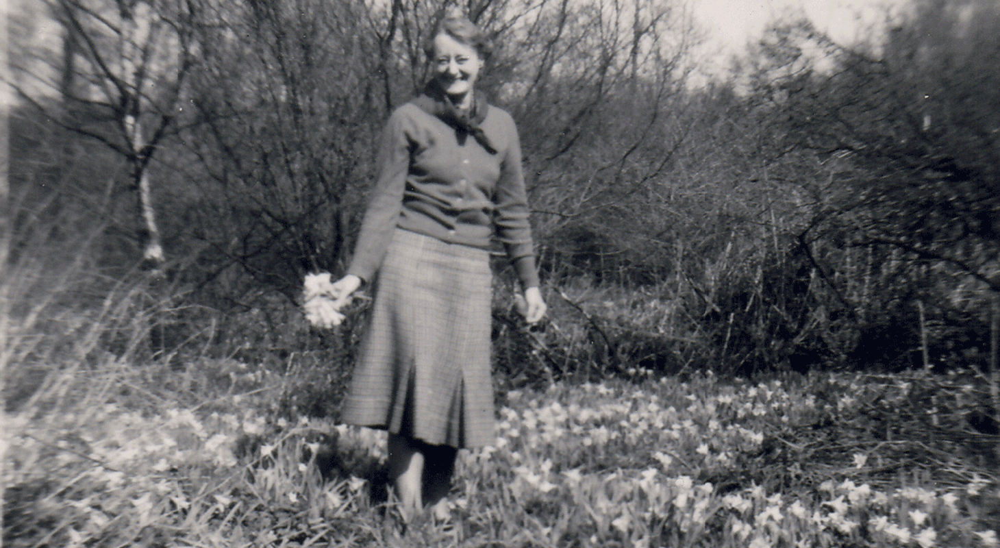 Image: a black and white historic photograph shows Sylvia Grant-Dalton gathering daffodils in Brodsworth’s grounds to sell for charity, c.1950s