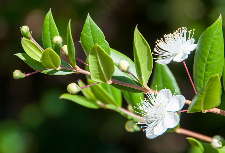 Myrtle flower deals