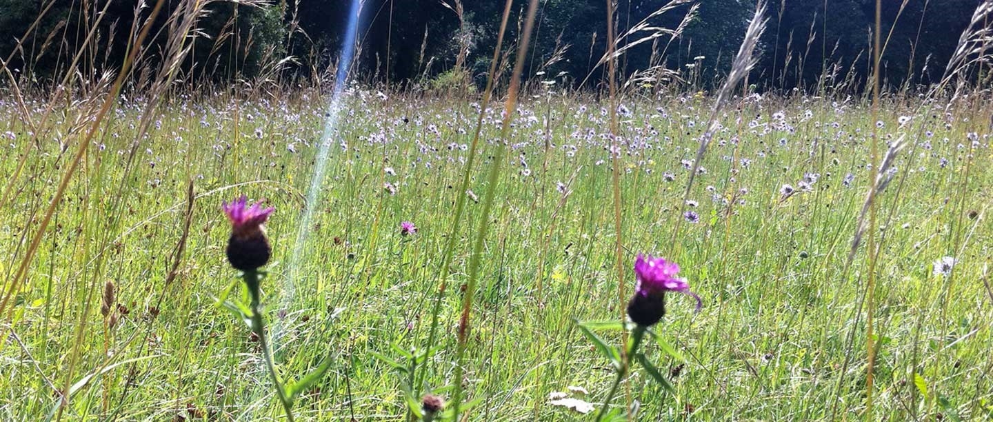 A meadow at Walmer Castle and Gardens, with purple and pink wildflowers in the foreground among tall grasses.