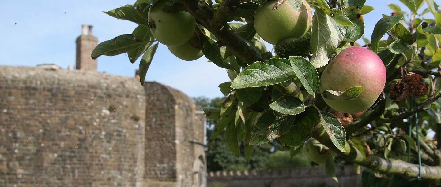 An apple tree with ripe fruit is visible in front of the bricks of Walmer Castle, Kent