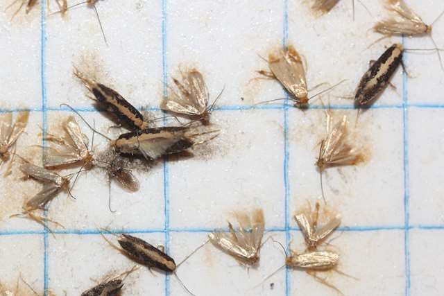 Understanding Clothes Moth Infestations English Heritage