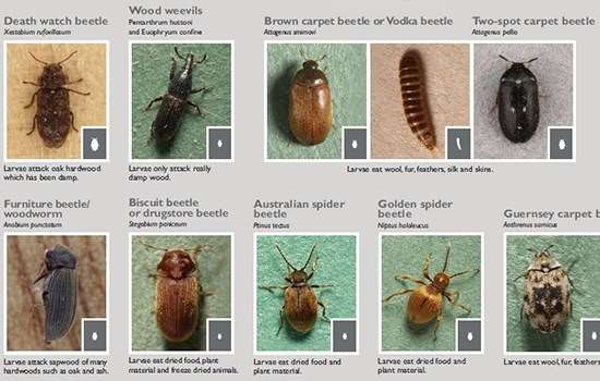 Understanding Clothes Moth Infestations English Heritage