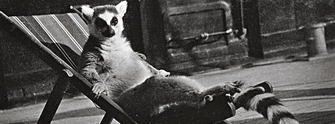 Mah-Jongg in his own deckchair on board the Courtaulds’ yacht ‘Virginia’