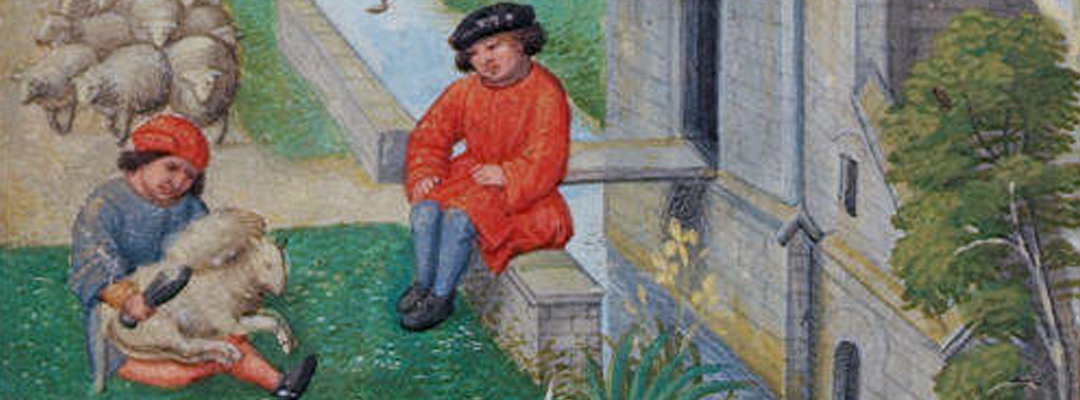 Sheep shearing, depicted in an early 16th-century manuscript Sheep shearing, depicted in an early 16th-century manuscript