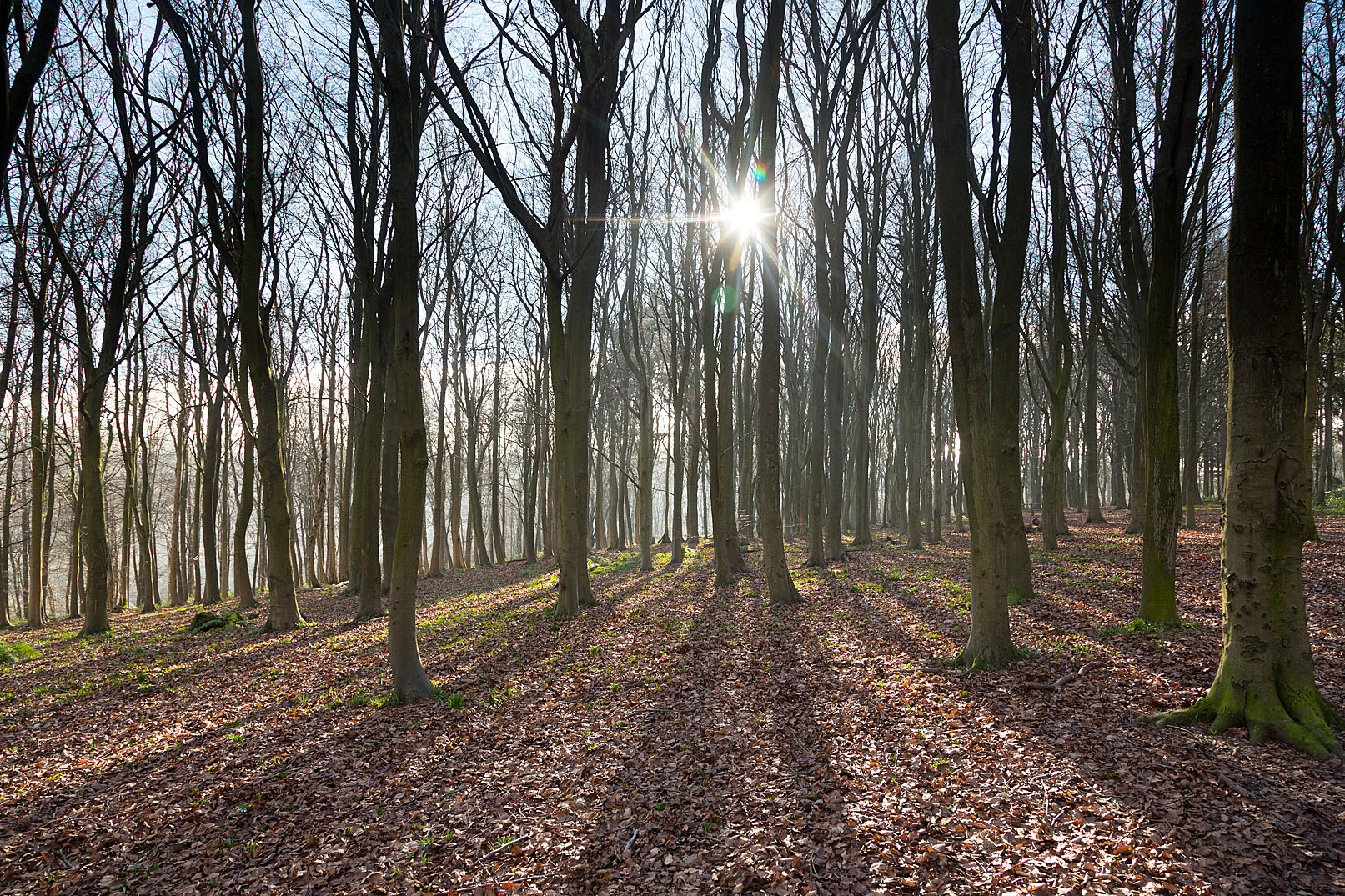Sunlight shining through a woodland of tall straight trees. 