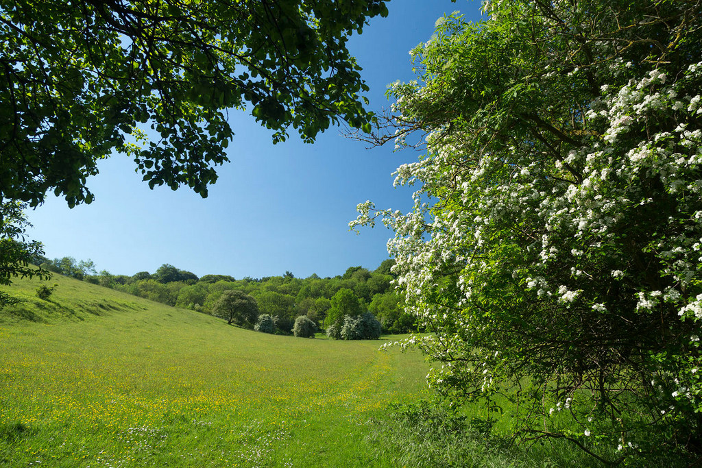 Green grass and large green trees with a light blue sky behind them.