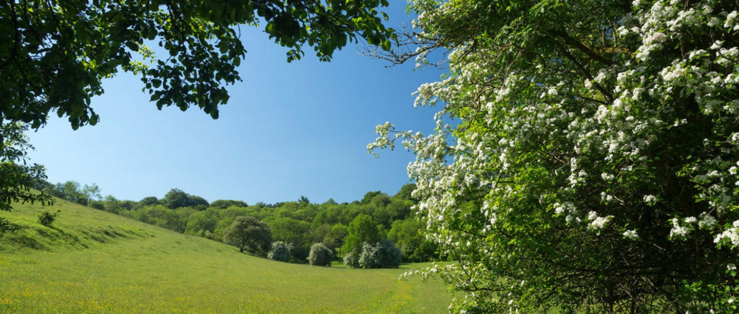 Green grass and large green trees with a light blue sky behind them.