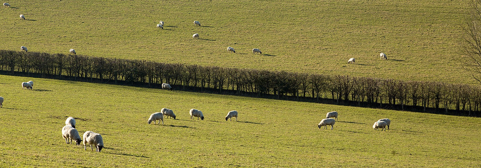 Two fields of sheep, one behind the other, separated by a low line of bushes.