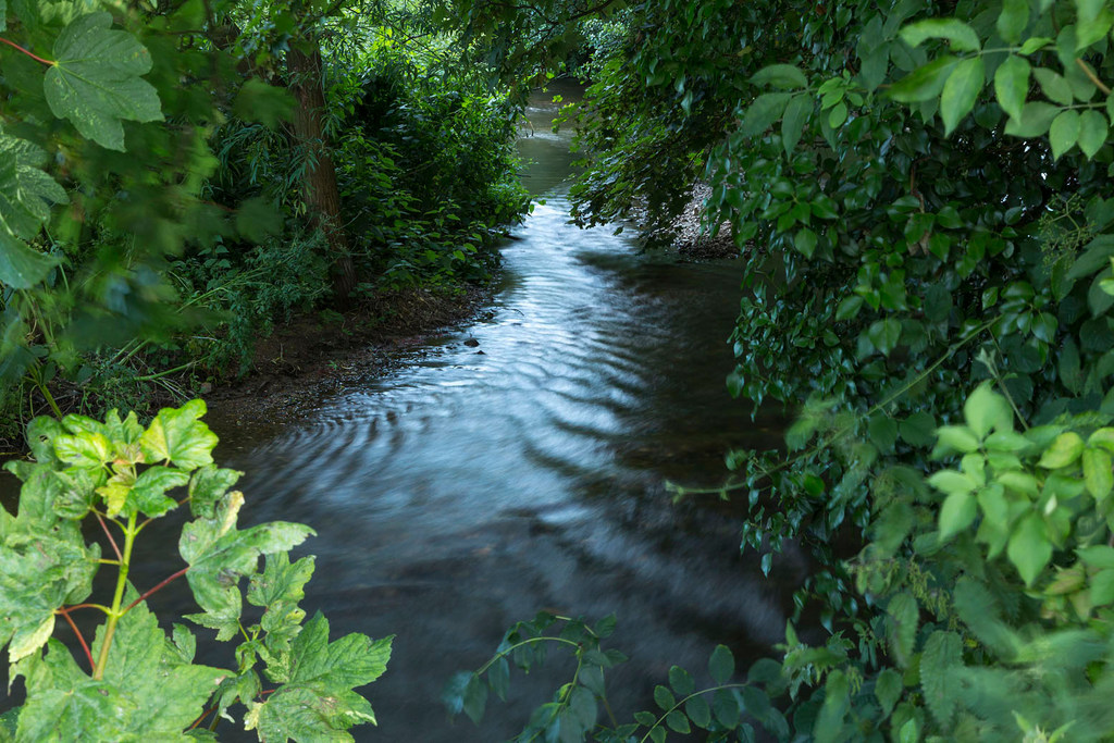 View of a section of river through woodland. 