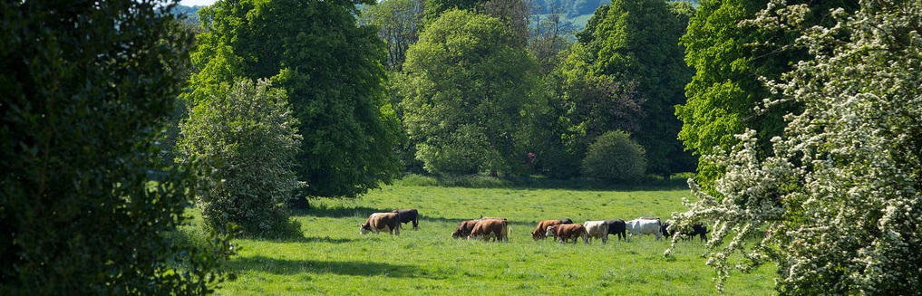A herd of cows in a green field surrounded by green trees.