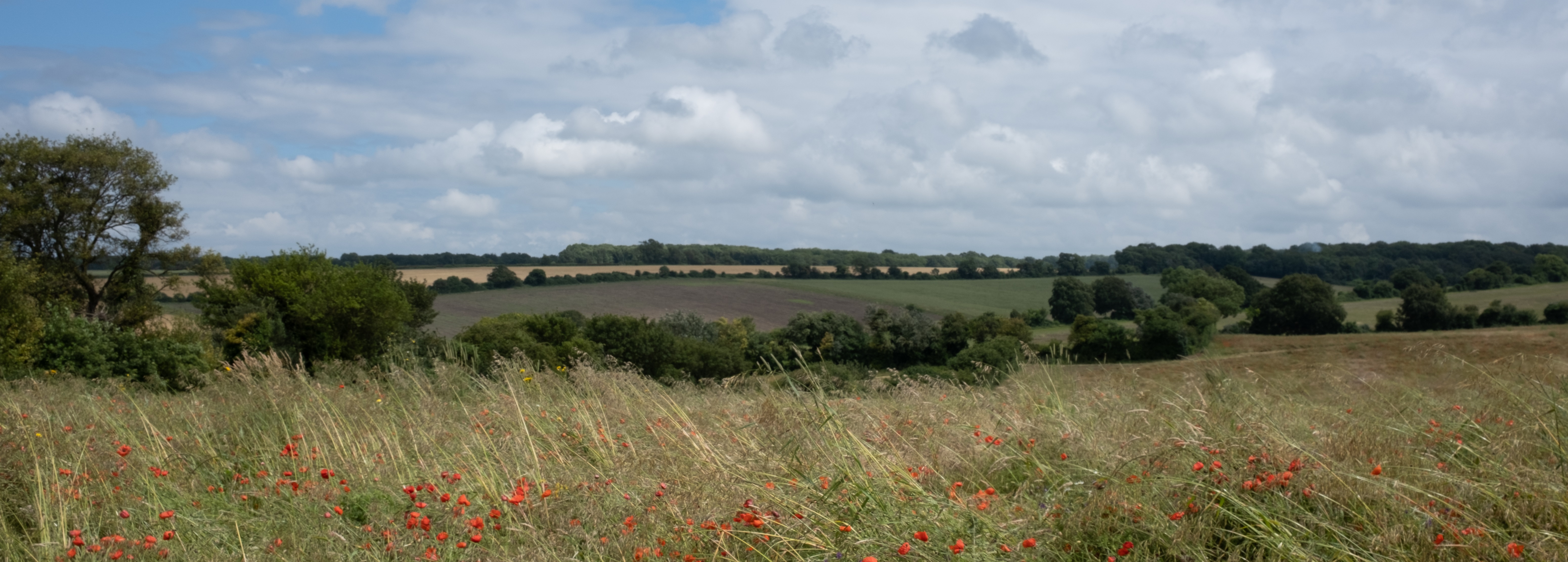 The farmstead site at Eglantine Lane - a field of long green grass with poppies under a blue sky.