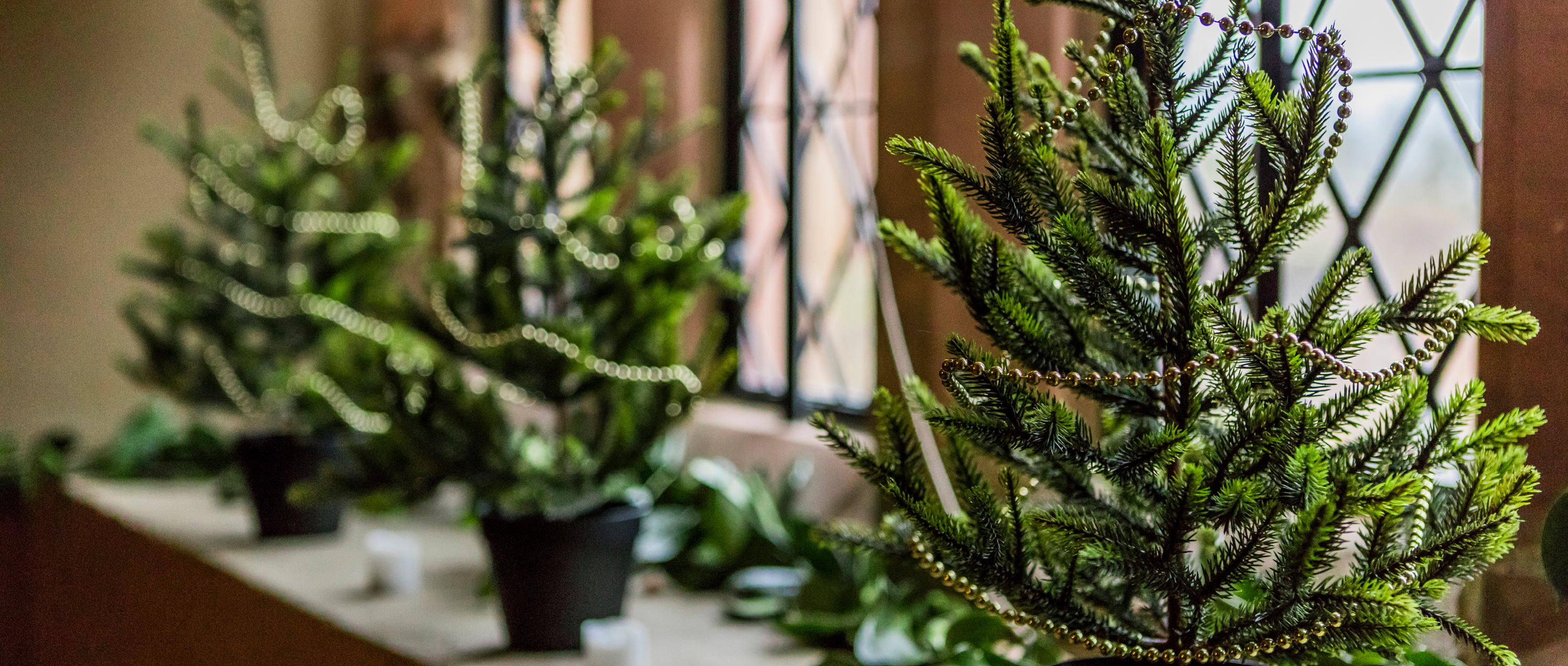 Image: 3 mini Christmas trees on a stone windowsill