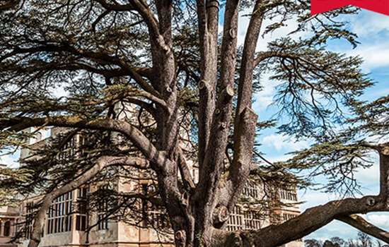 Image: tree at Audley End