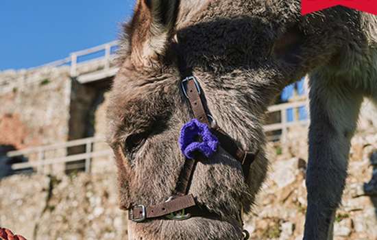 Image: donkey at Carisbrooke Castle