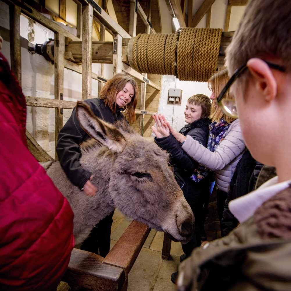 Photo of an English Heritage staff member and a group of children with a donkey at Carisbrooke Castle