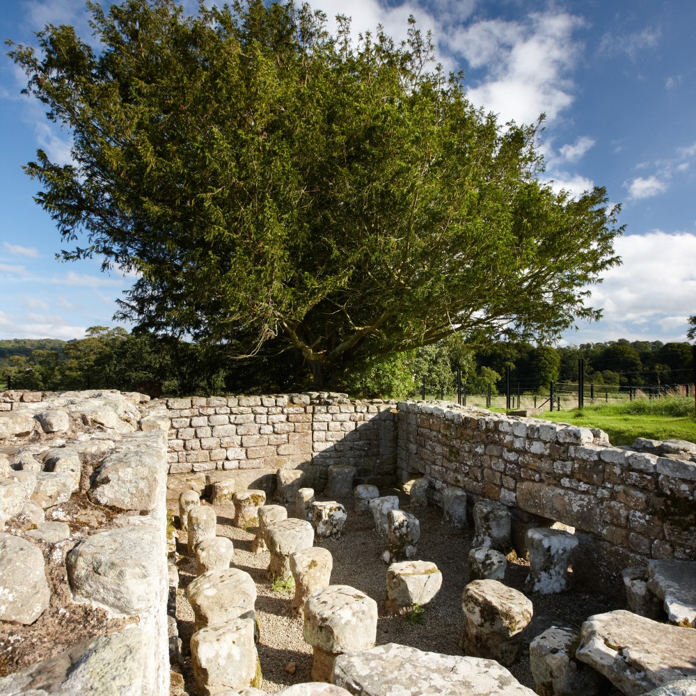 Photo of a large tree with remains of Chester Roman Fort in the foreground