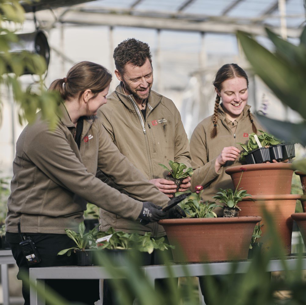 Photo of three English Heritage volunteers handling plants in the glasshouse at Wrest Park