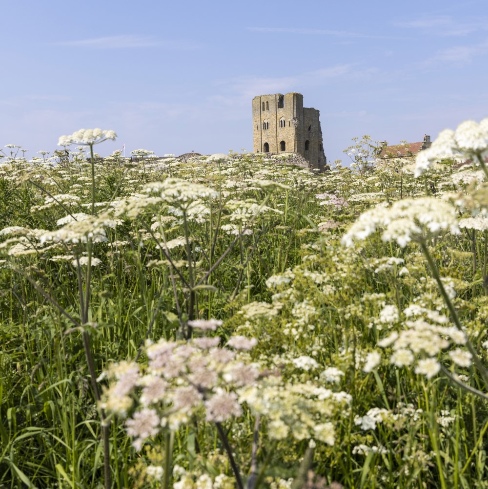 Photo of a wildflower meadow on a sunny day with the remains of Scarborough Castle in the distance