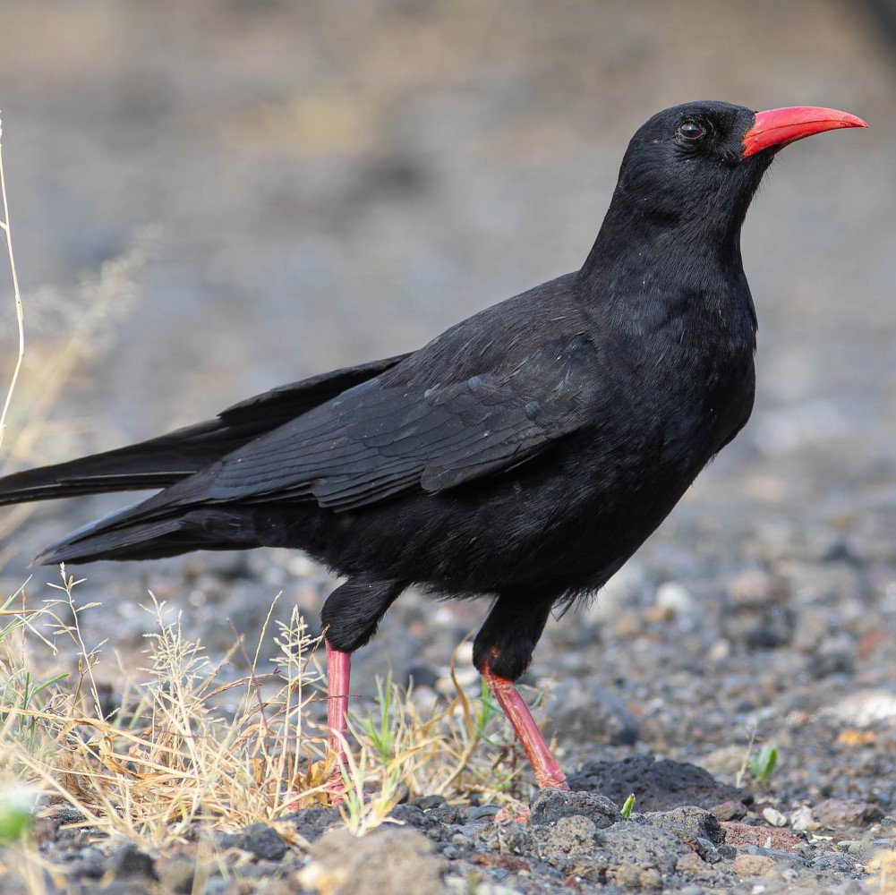 Photo of a red-billed chough