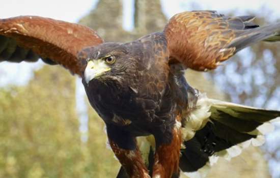 Photo of an eagle with its wings spread at Battle Abbey in East Sussex
