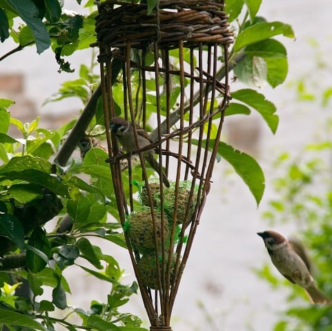 Photo of a willow bird feeder with fat balls inside and two small birds flying around it