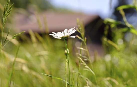 Photo of a daisy in a meadow at Osborne on the Isle of Wight