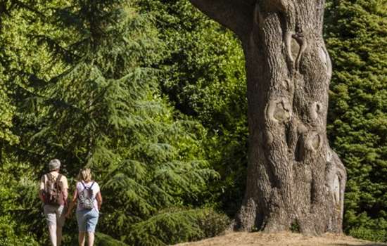 Photo of two people walking next to a large tree in the grounds of Osborne on the Isle of Wight