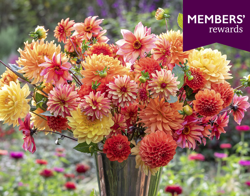 Members' Rewards Sarah Raven English Heritage