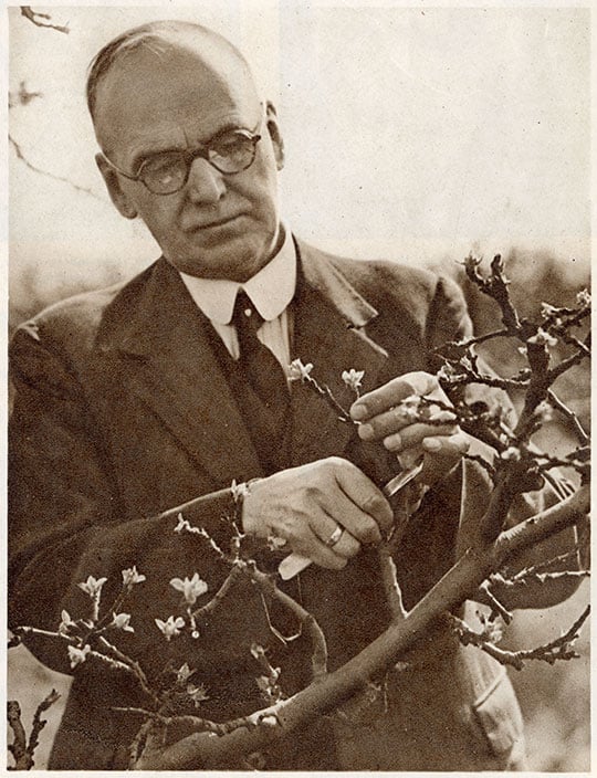 Monochrome half-length portrait of Mr Middleton, gardener, pruning a fruit tree using a knife Monochrome half-length portrait of Mr Middleton, gardener, pruning a fruit tree using a knife