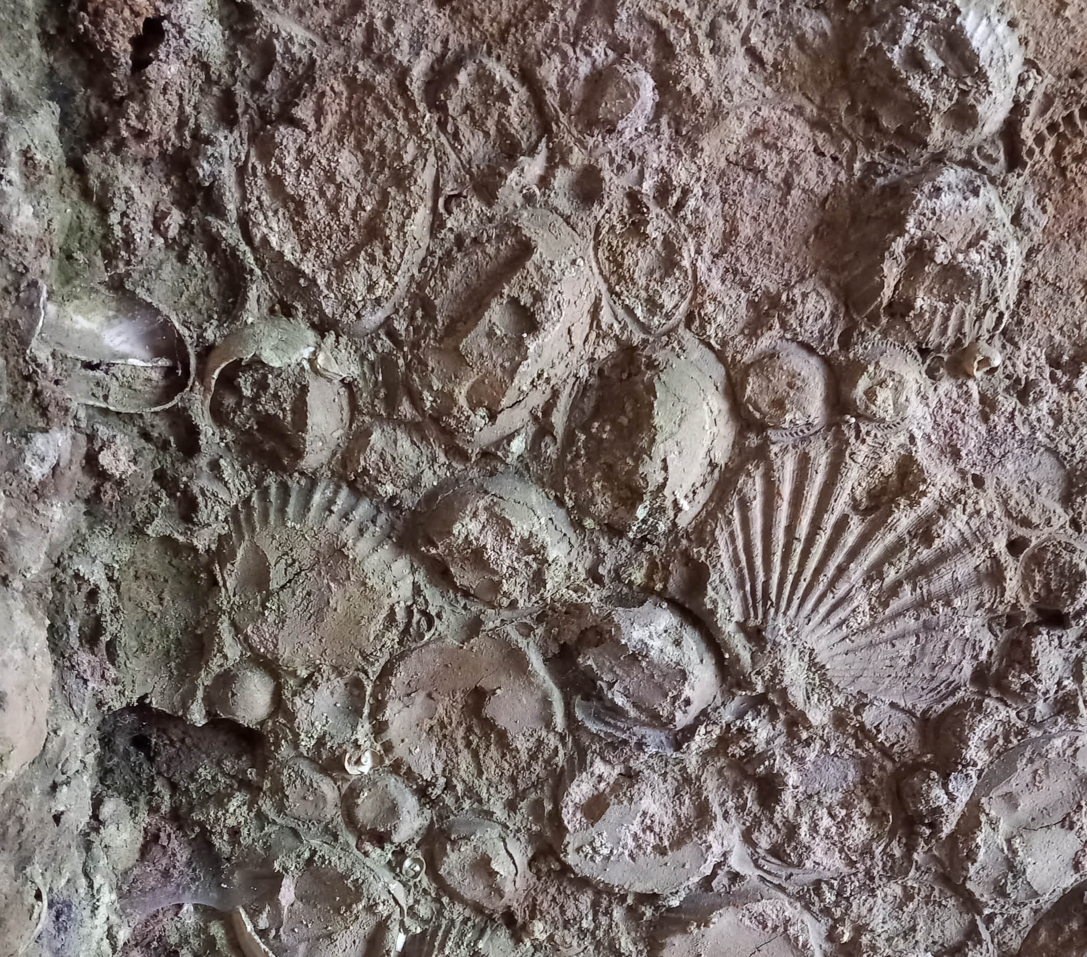 Imprints of shells on the remains of the grotto at Marble Hill