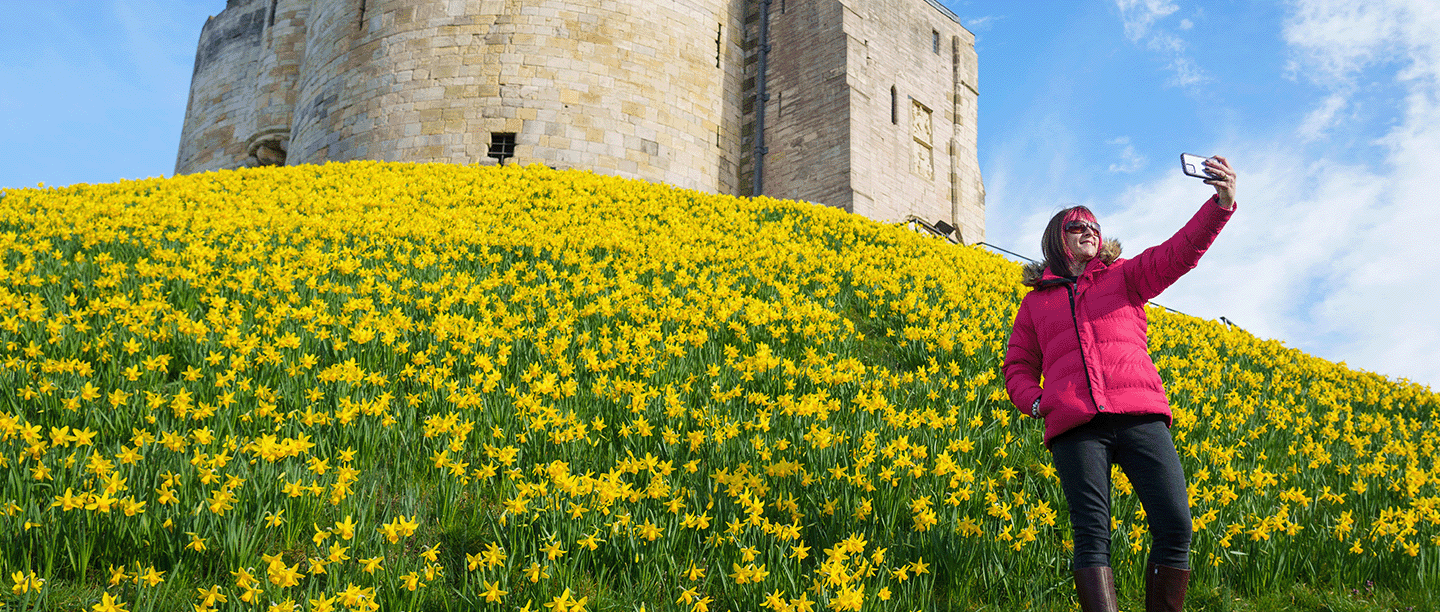 Photo of someone taking a selfie in front of the daffodil-covererd mound at Clifford's Tower in York on a sunny day