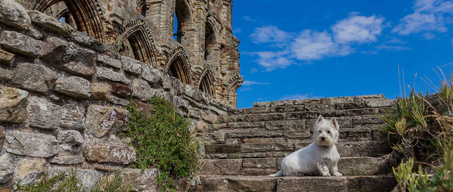 Dog Friendly Days Out English Heritage