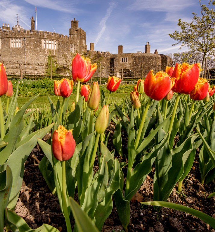 Orange tulips in front of Walmer Castle in Spring. Orange tulips in front of Walmer Castle in Spring.