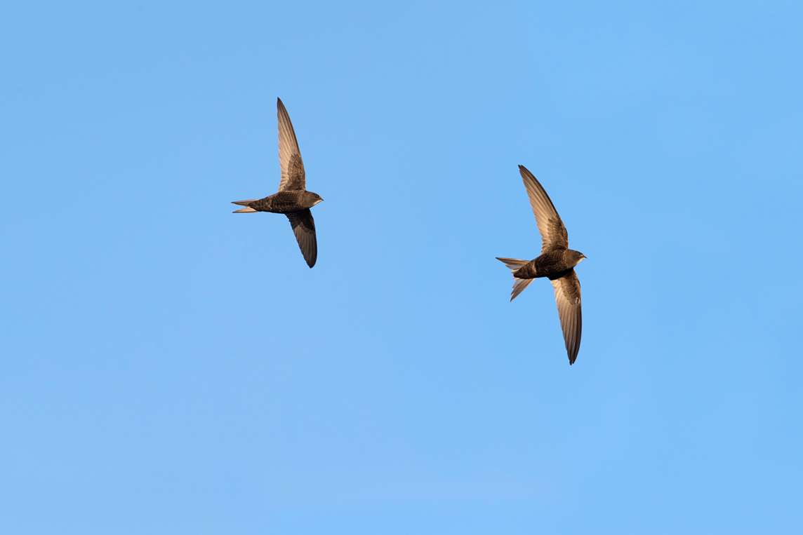 Image: Two swifts in flight Image: Two swifts in flight